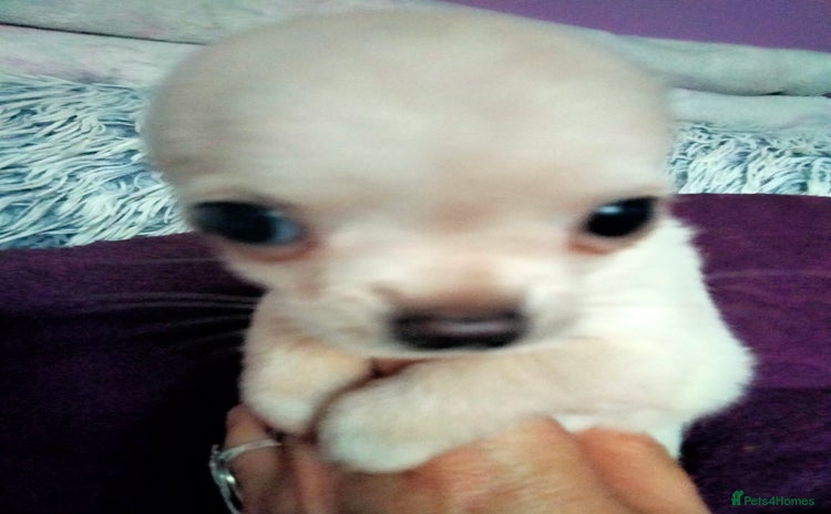 Chihuahua dogs - Advert 8