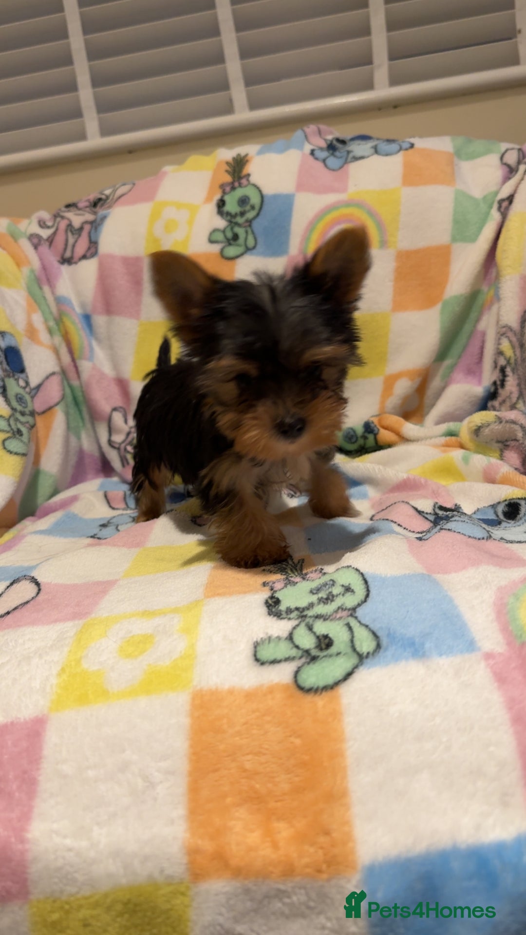 Yorkshire Terrier dogs for sale: *Reduced* teeny tiny little Yorkshire terrier boy  - Advert 8