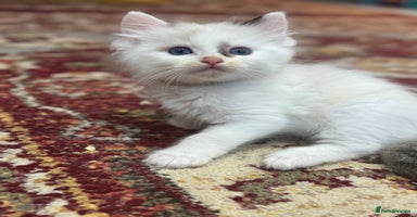 Ragdoll cats - Advert 11