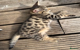 Bengal cats for sale: For sale Two Half Bengal kittens 🐈‍⬛ 🐾 - Image 3