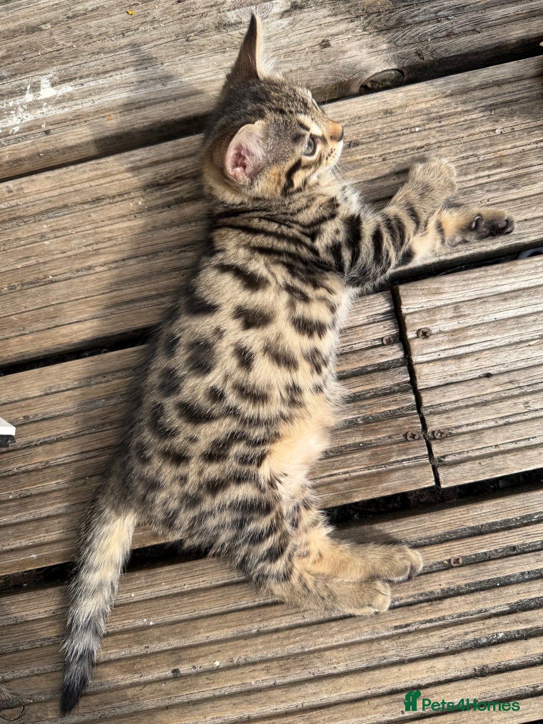 Bengal cats for sale: For sale Two Half Bengal kittens 🐈‍⬛ 🐾 - Image 3