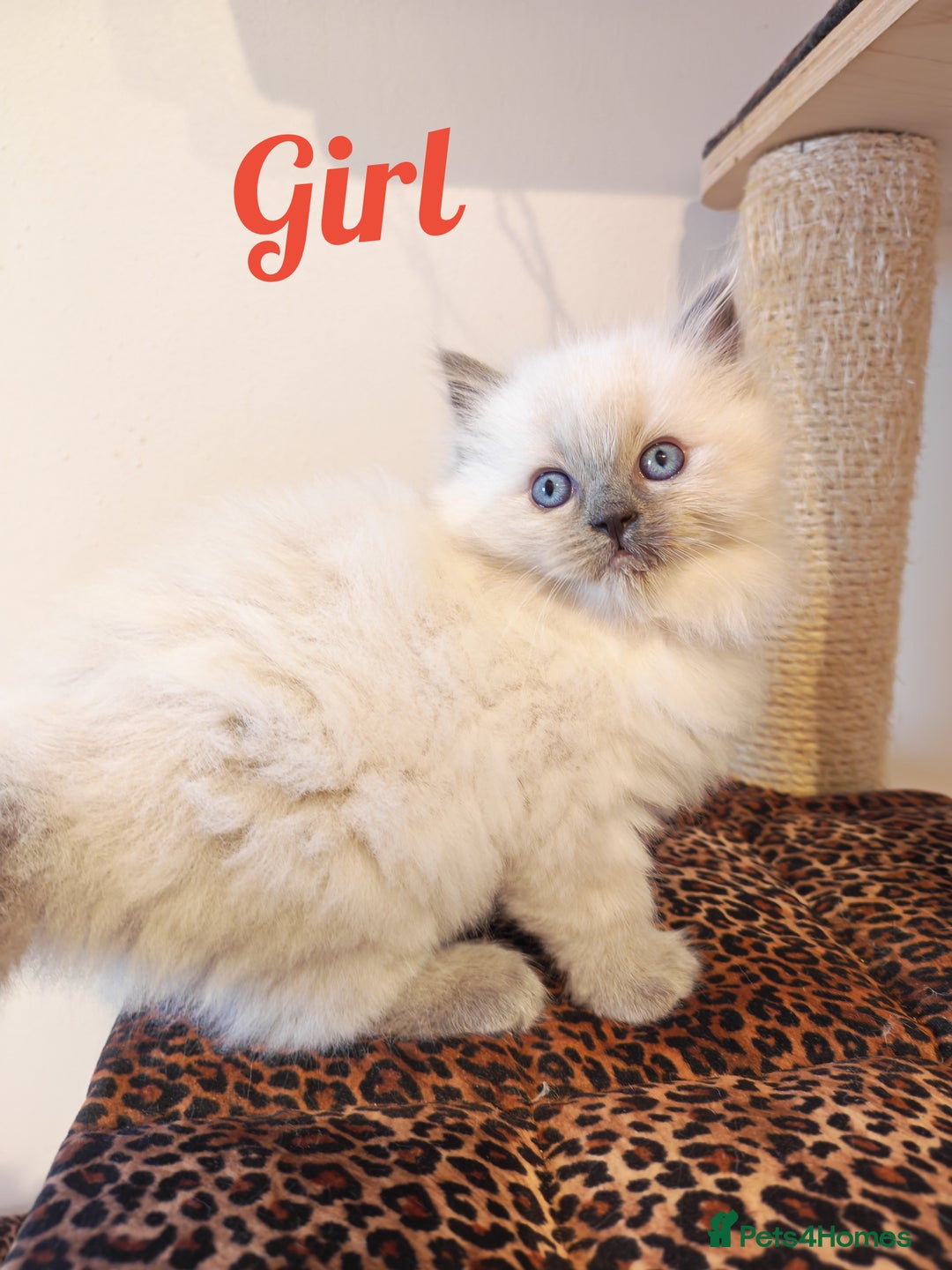 Ragdoll cats for sale: GCCF REGISTER KITTENS  - Advert 5