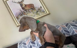 Dachshund dogs for sale: READY NOW Beautiful miniature girl puppy - Image 14
