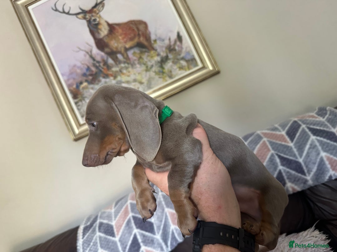 Dachshund dogs for sale: READY NOW Beautiful miniature girl puppy - Image 14