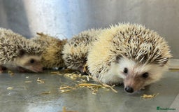 Pygmy Hedgehog rodents for sale: Baby African Pygmy hedgehogs  - Advert 1