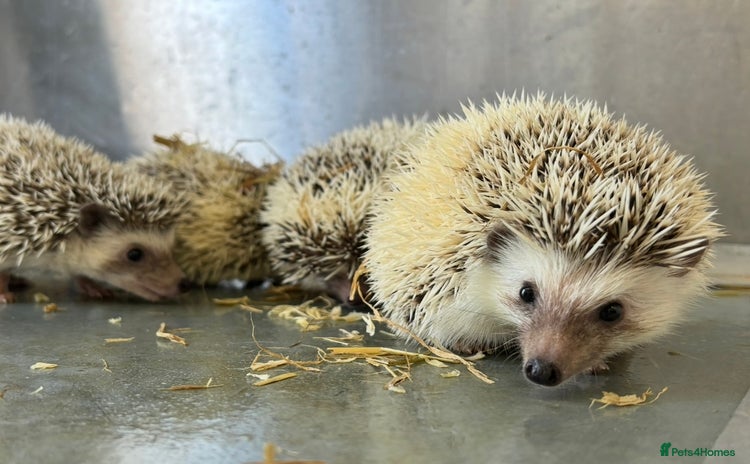 Pygmy Hedgehog rodents Baby African Pygmy hedgehogs  - Advert 1