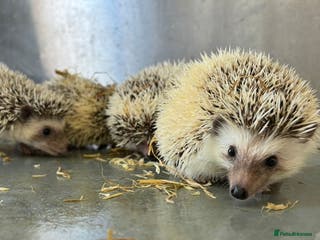 Pygmy Hedgehog rodents Baby African Pygmy hedgehogs - Advert 8