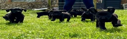 Labrador Retriever dogs for sale: Black lab boy puppies - Advert 2