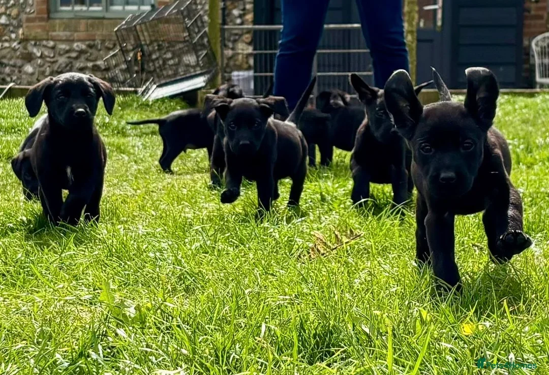 Labrador Retriever dogs for sale: Black lab boy puppies - Advert 2