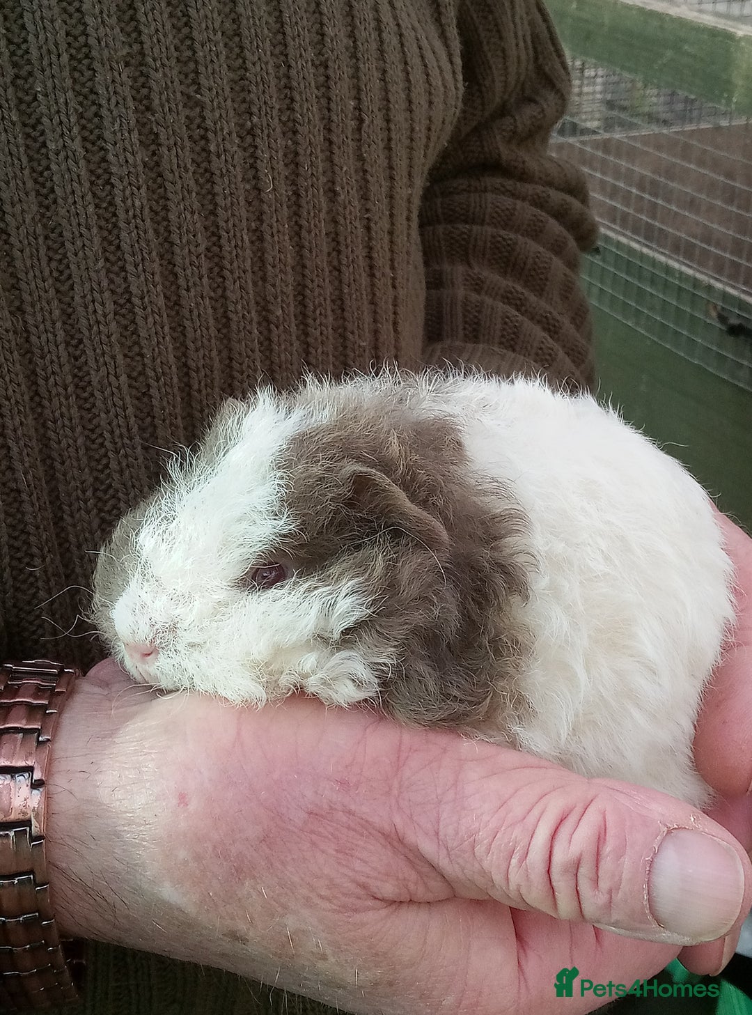 Guinea Pig rodents for sale: Baby long coated Guinea pigs - Advert 3