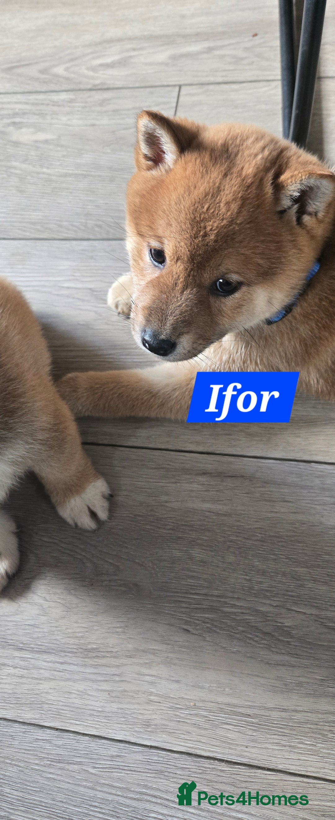 Japanese Shiba Inu dogs for sale: Gorgeous Shibas  - Image 13