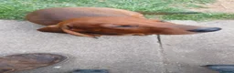 Dachshund dogs for sale: OUTSTANDING KC REGISTERED DACHSHUND - Advert 8