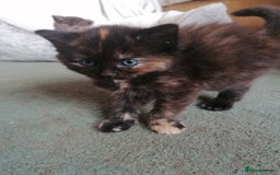 Domestic Shorthair cats for sale: Stunning kittens for sale  - Image 4