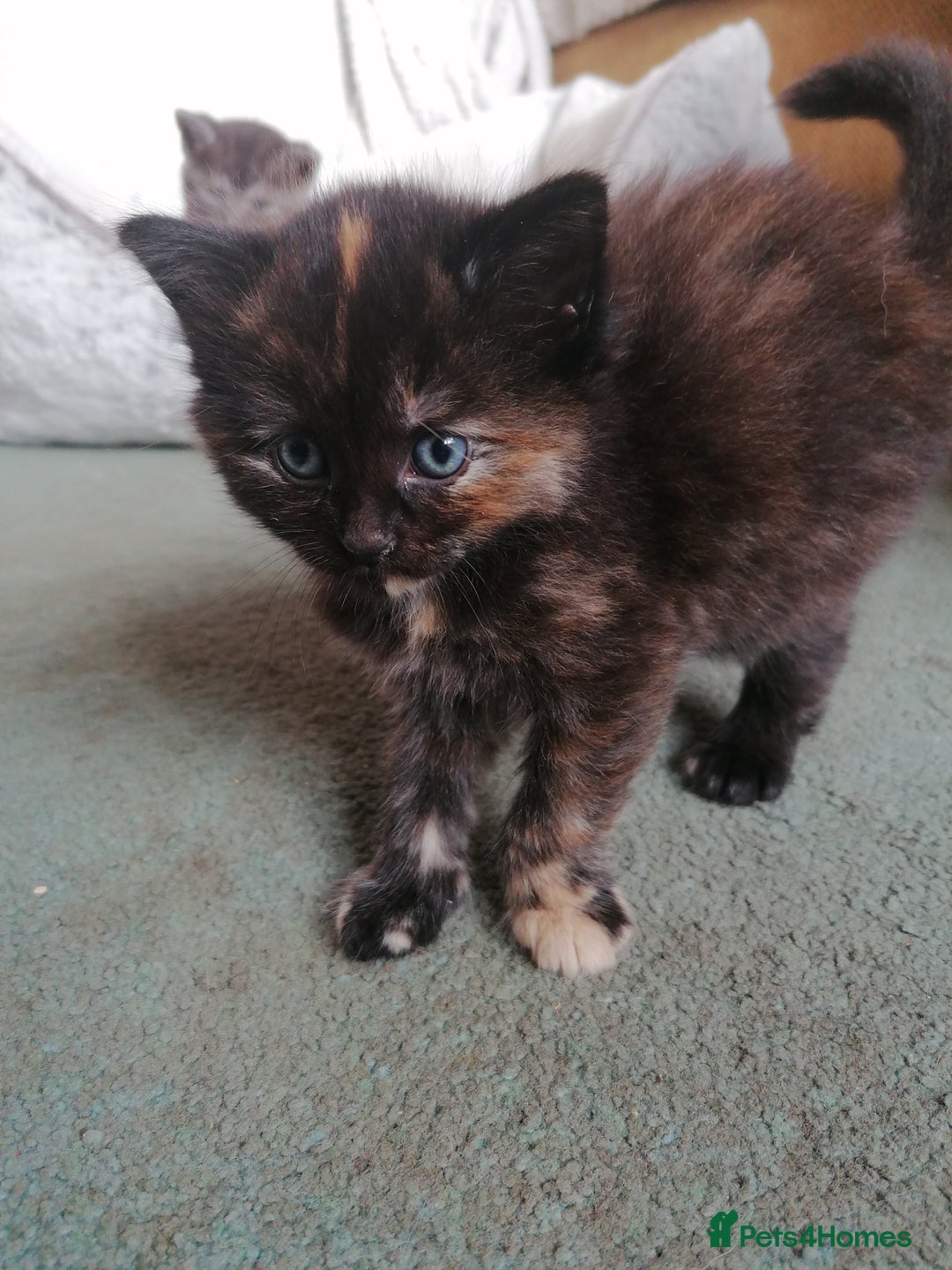 Domestic Shorthair cats for sale: Stunning kittens for sale  - Image 4