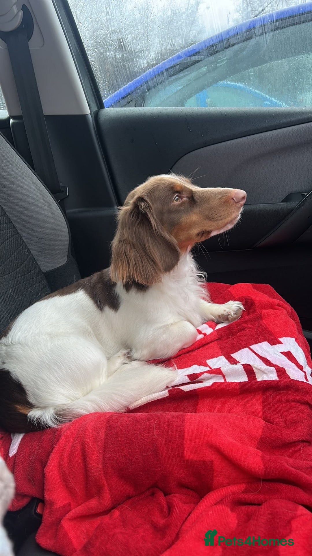 Dachshund dogs Dacshund 1.5Years old Male - Advert 3