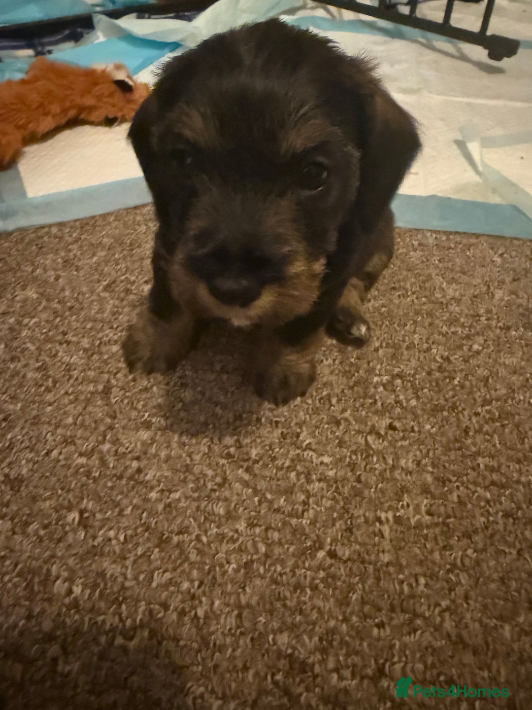 Mixed Breed dogs for sale: Mixed breed puppy for sale - Advert 5