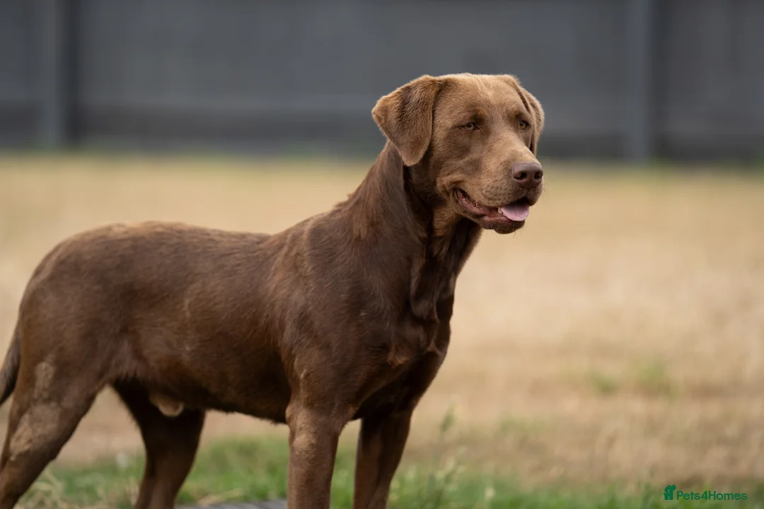 Labrador Retriever dogs for stud: KC Reg Chocolate Stud, 0/0 Hips & FTCH Pedigree in March - Advert 6