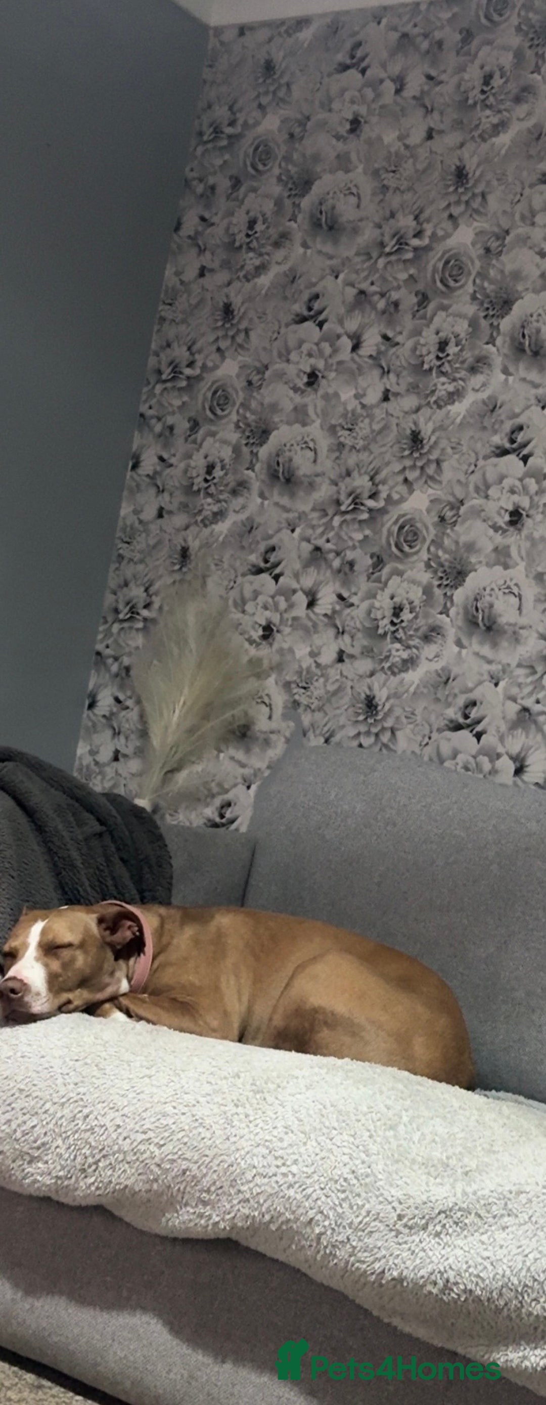 Mixed Breed dogs for sale: Bull x greyhound 💖 - Advert 2