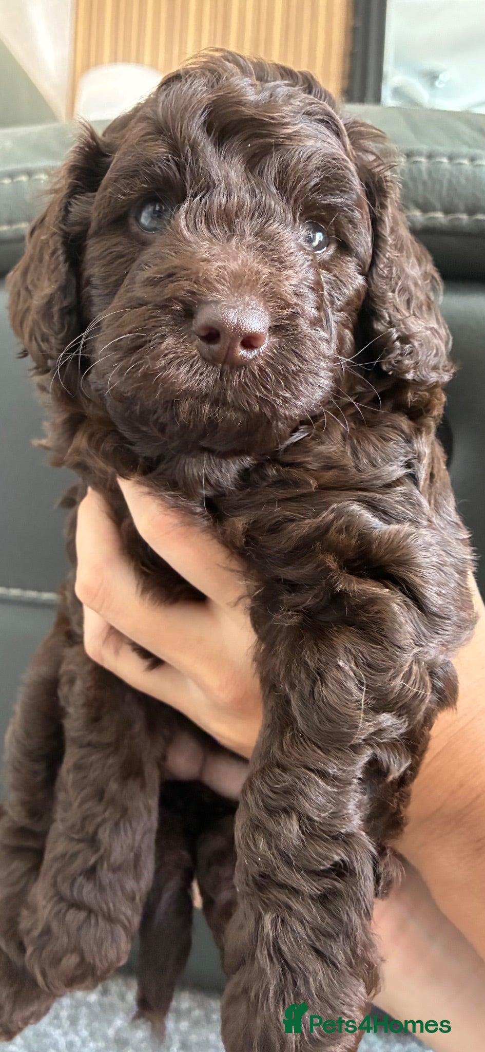 Cockapoo dogs F1b chocolate cockapoo puppy girl ready 30th July  - Advert 1
