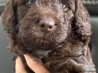 Cockapoo dogs F1b chocolate cockapoo puppy girl ready 30th July - Advert 2
