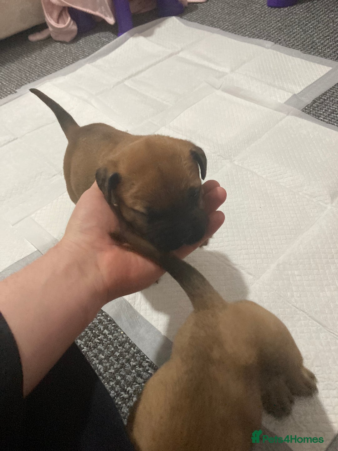 Bullmastiff dogs for sale: Bullmastiff puppies for sale - Advert 16