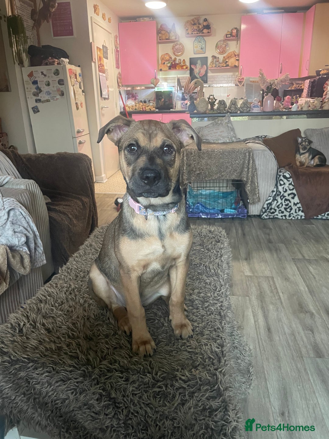 Mixed Breed dogs for sale: Beautiful bullmastiff x German shepherd pup girl - Advert 2