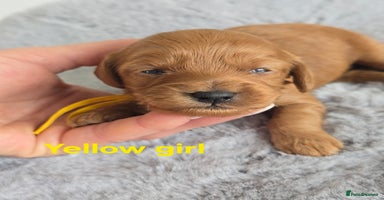 Cavapoo dogs - Advert 5