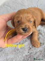 Cavapoo dogs - Advert 5