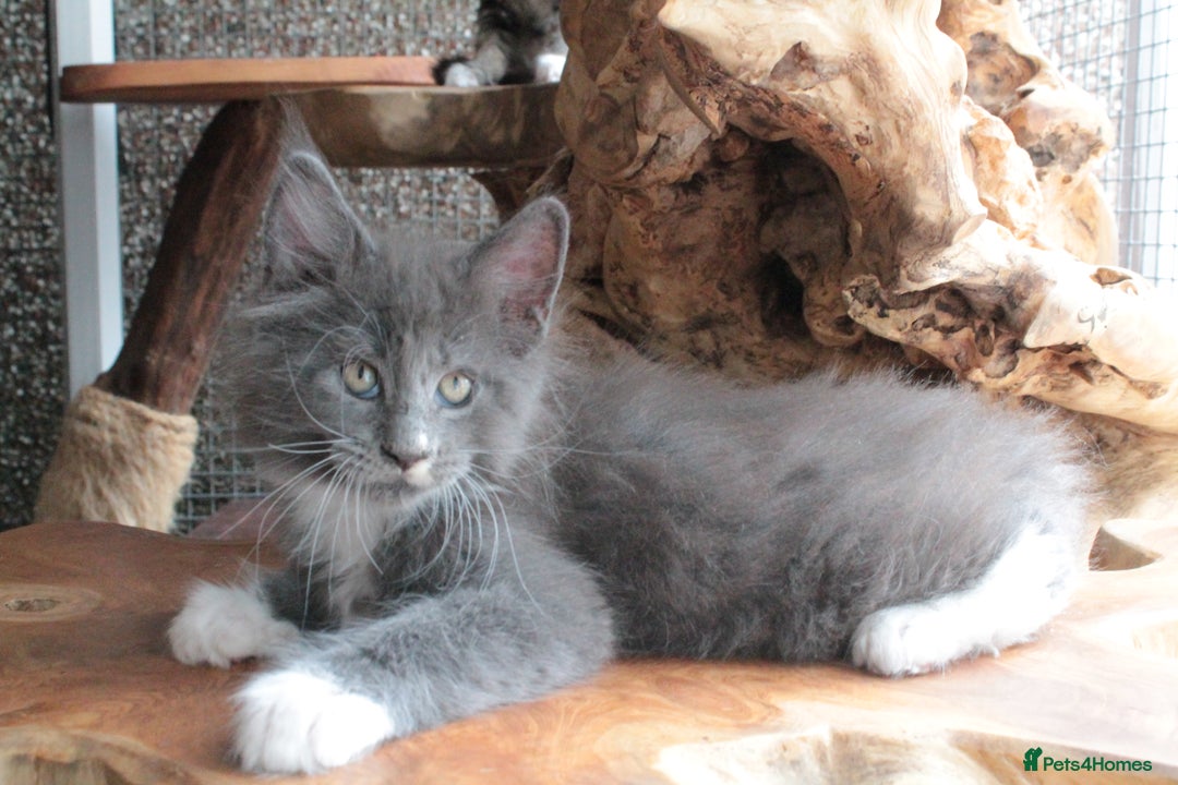 Maine Coon cats for sale: Boy 2 - Rain  - TICA Pedigree Kittens - Imported Parents - Image 1