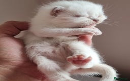 Scottish Fold cats for sale: Very Friendly Kittens, Pedigree Scottish Fold  - Image 21
