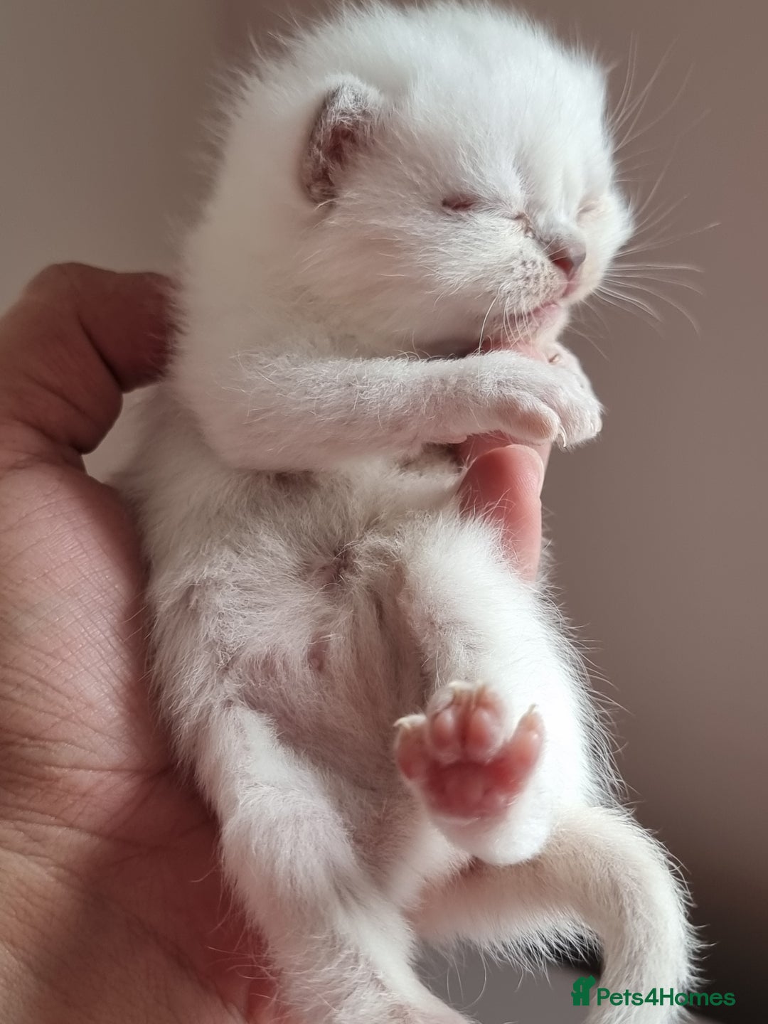 Scottish Fold cats for sale: Very Friendly Kittens, Pedigree Scottish Fold  - Image 21