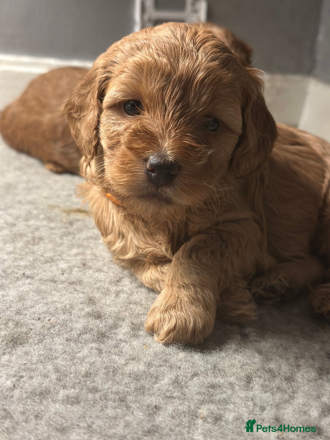 Cockapoo dogs for sale: F1 Cockapoos - Advert 4