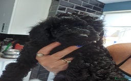 Labradoodle dogs for sale: F2b labradoodle puppy girl - Image 2
