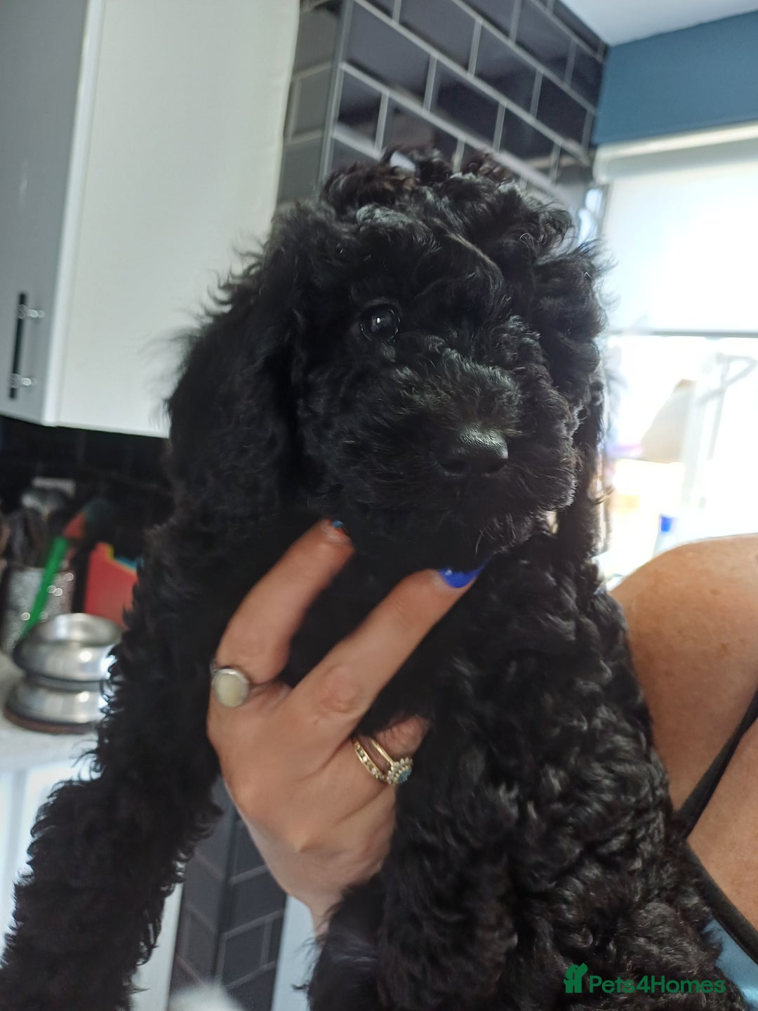 Labradoodle dogs for sale: F2b labradoodle puppy girl - Image 2