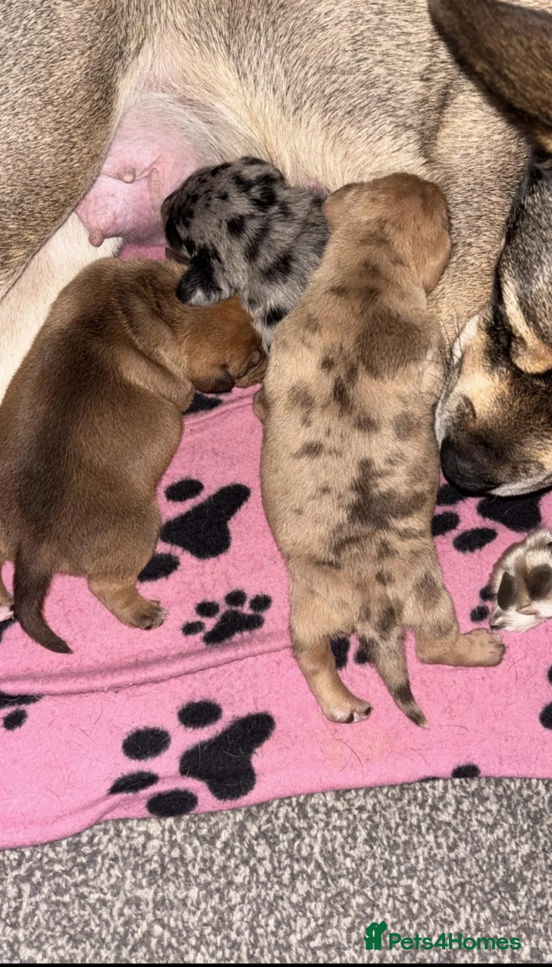 Mixed Breed dogs for sale: Husky cross dashhound  - Advert 1