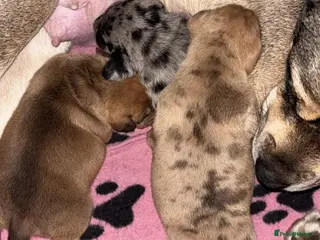 Mixed Breed dogs Husky cross dashhound - Advert 17