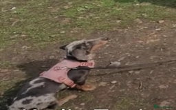 Dachshund dogs for sale: Blue Dapple miniature dachshund - Image 4