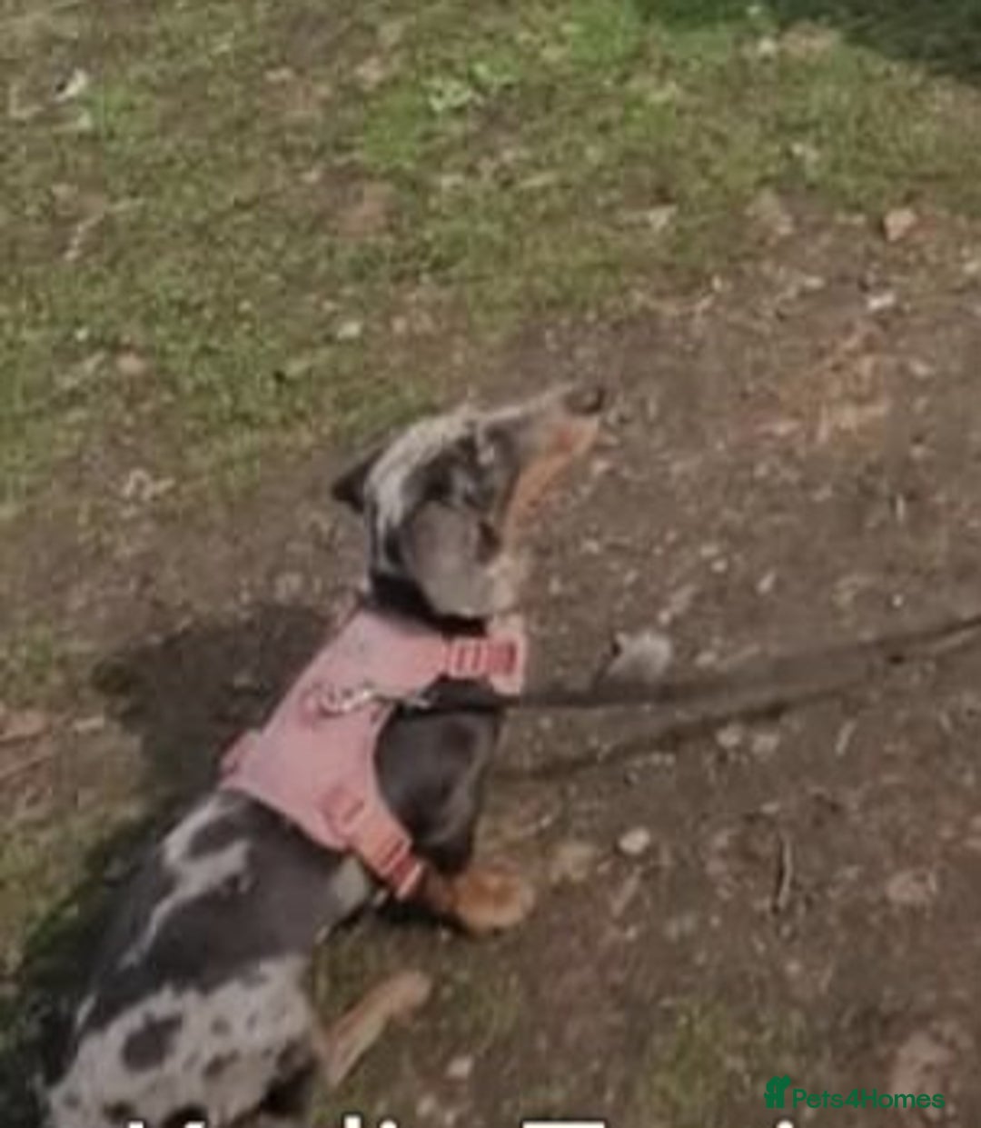 Dachshund dogs for sale: Blue Dapple miniature dachshund - Image 4
