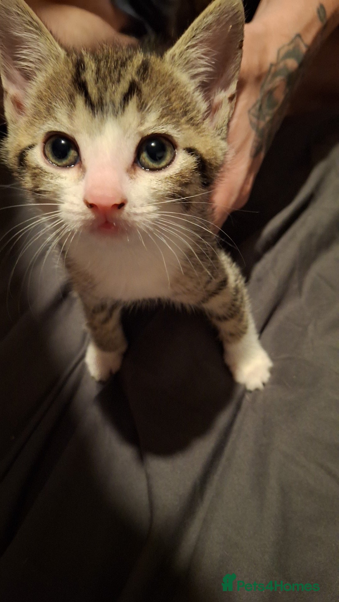 Mixed Breed cats for sale: Female kitten  - Image 1