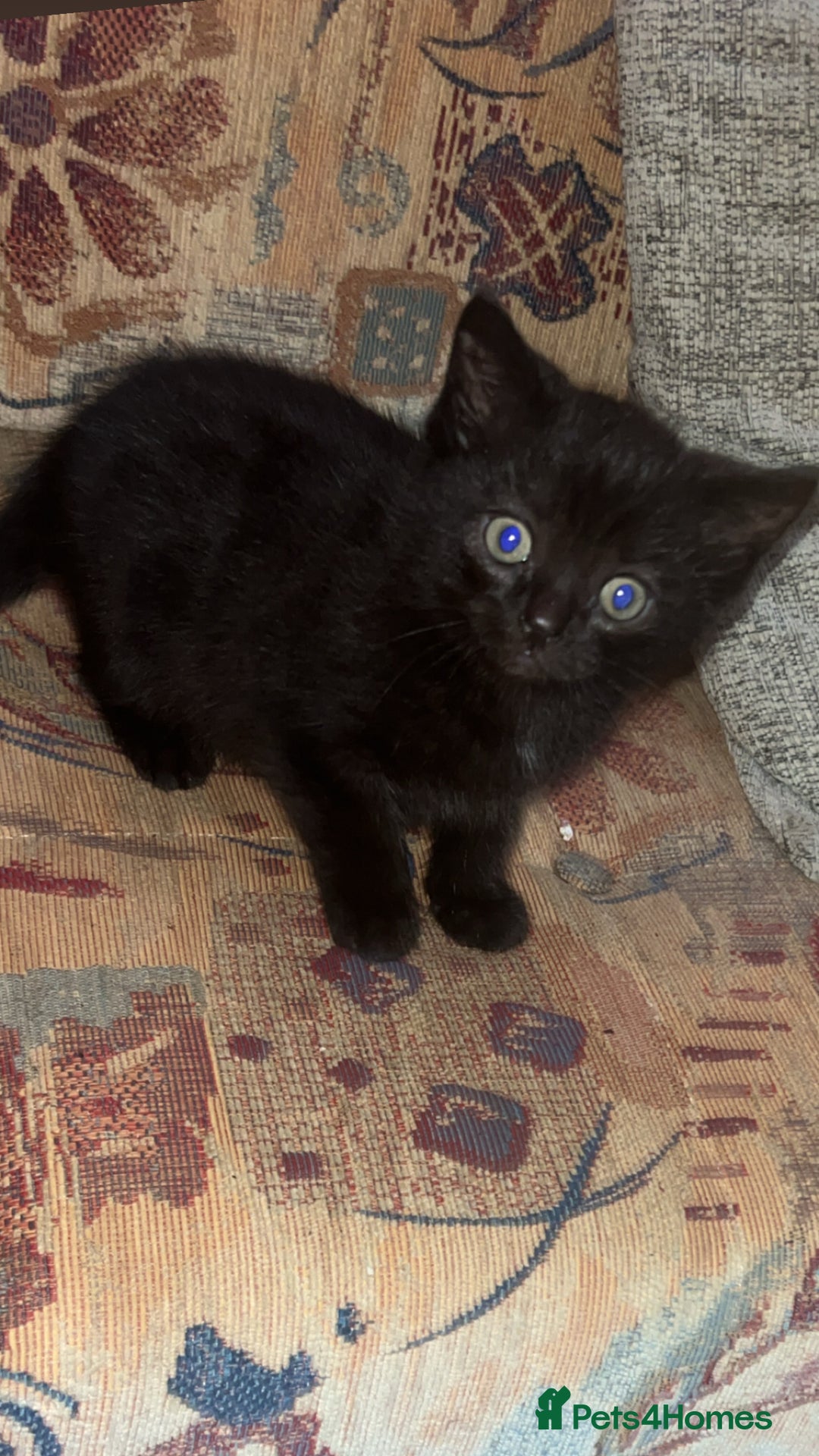 Mixed Breed cats for sale: 2 Baby Kittens Looking For New Home - Advert 2