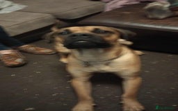 Mixed Breed dogs for sale: Puppys  - Image 3