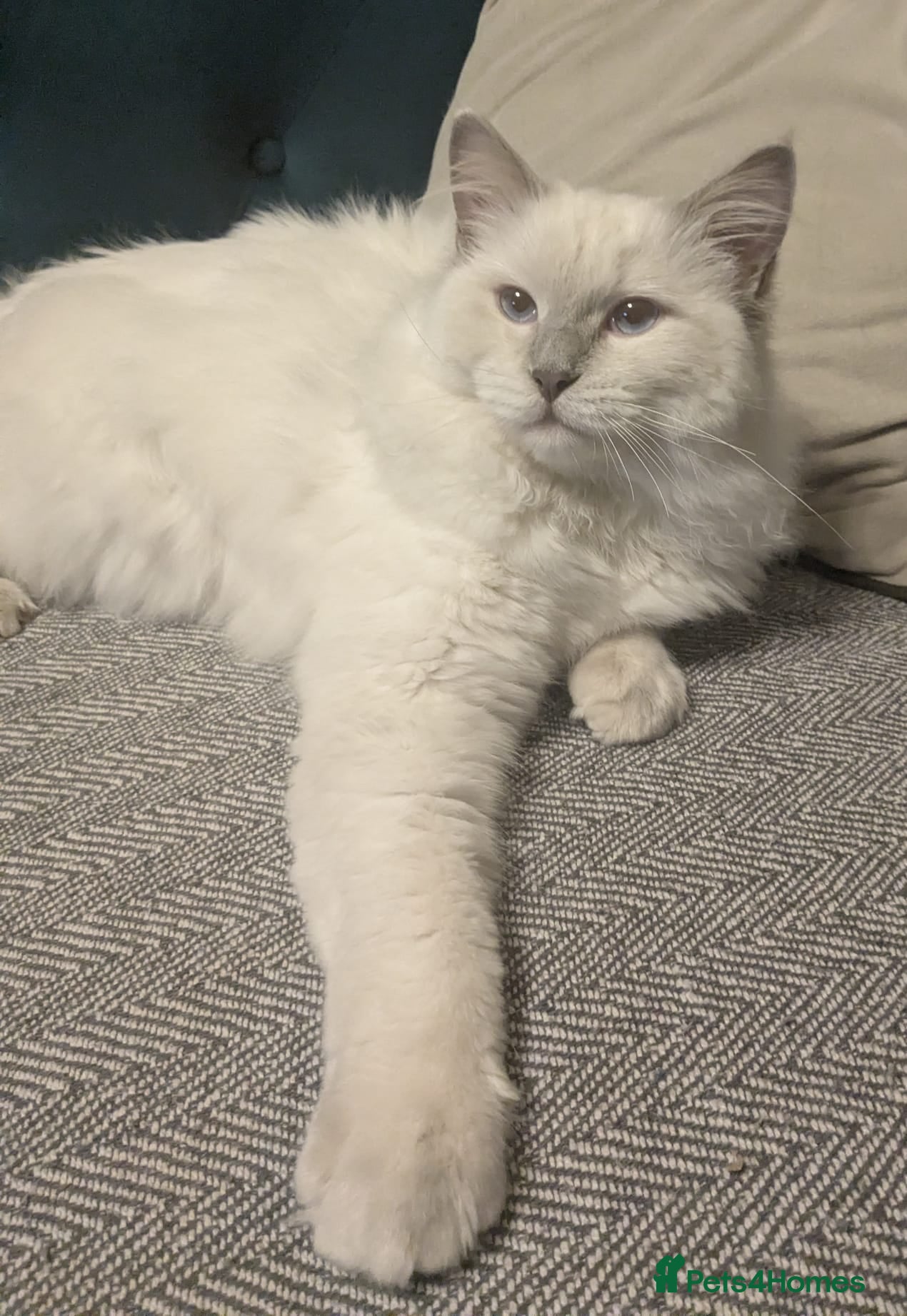 Ragdoll cats ❤️GCCF Registered❤️Lilac Point ragdoll   - Advert 2