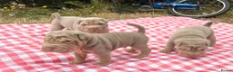 Shar Pei dogs for sale: KC REGISTERED RARE LILAC TAN SHAR-PEI - Advert 18