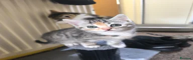 Mixed Breed Kitten 2
