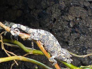 Chameleon reptiles Jackson’s Chameleons - Advert 1