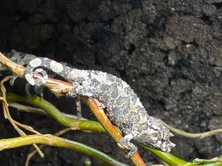 Chameleon reptiles Jackson Chameleons - Advert 1