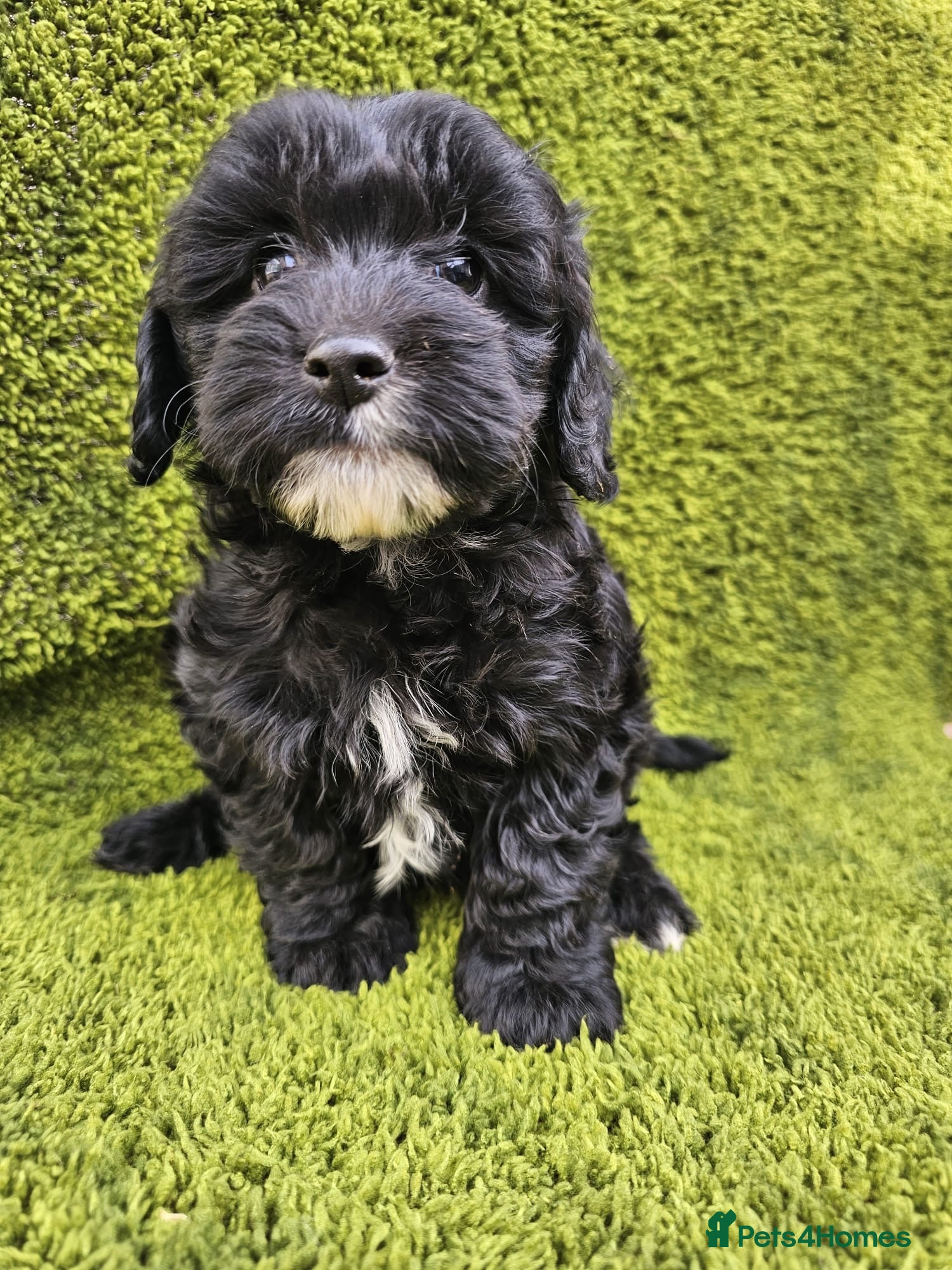 Cockapoo dogs Toy cockapoos hereditary health tested clear   - Advert 14