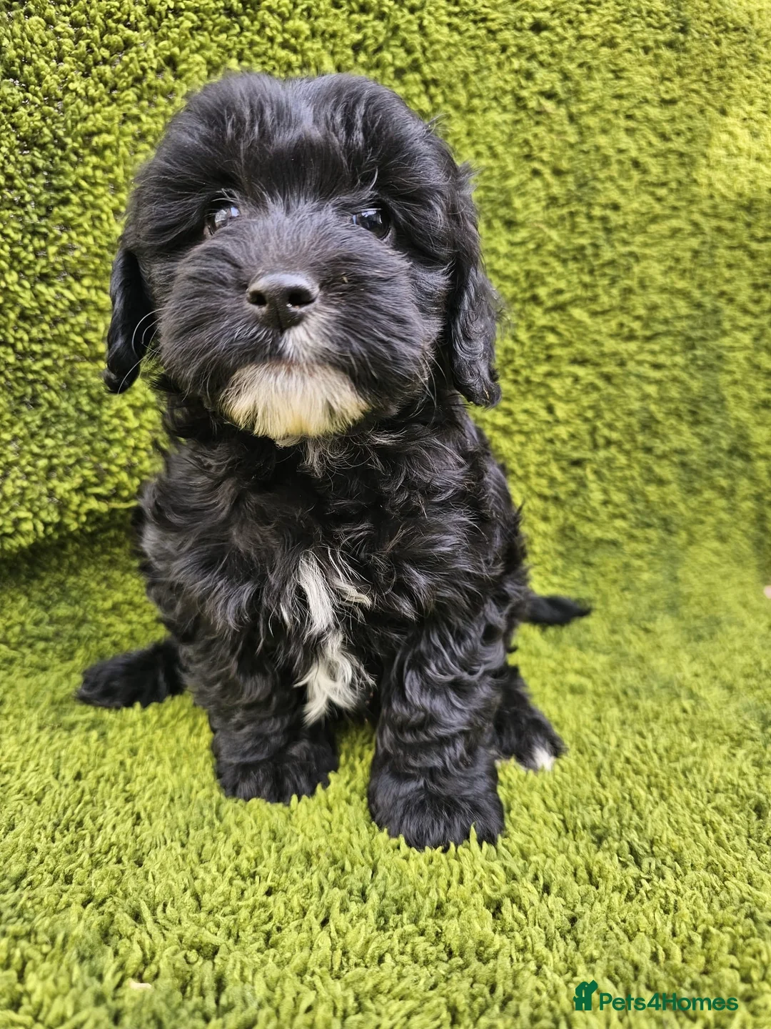 Cockapoo dogs for sale: Toy cockapoos hereditary health tested clear   - Advert 1