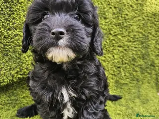 Cockapoo dogs Toy cockapoos hereditary health tested clear - Advert 14