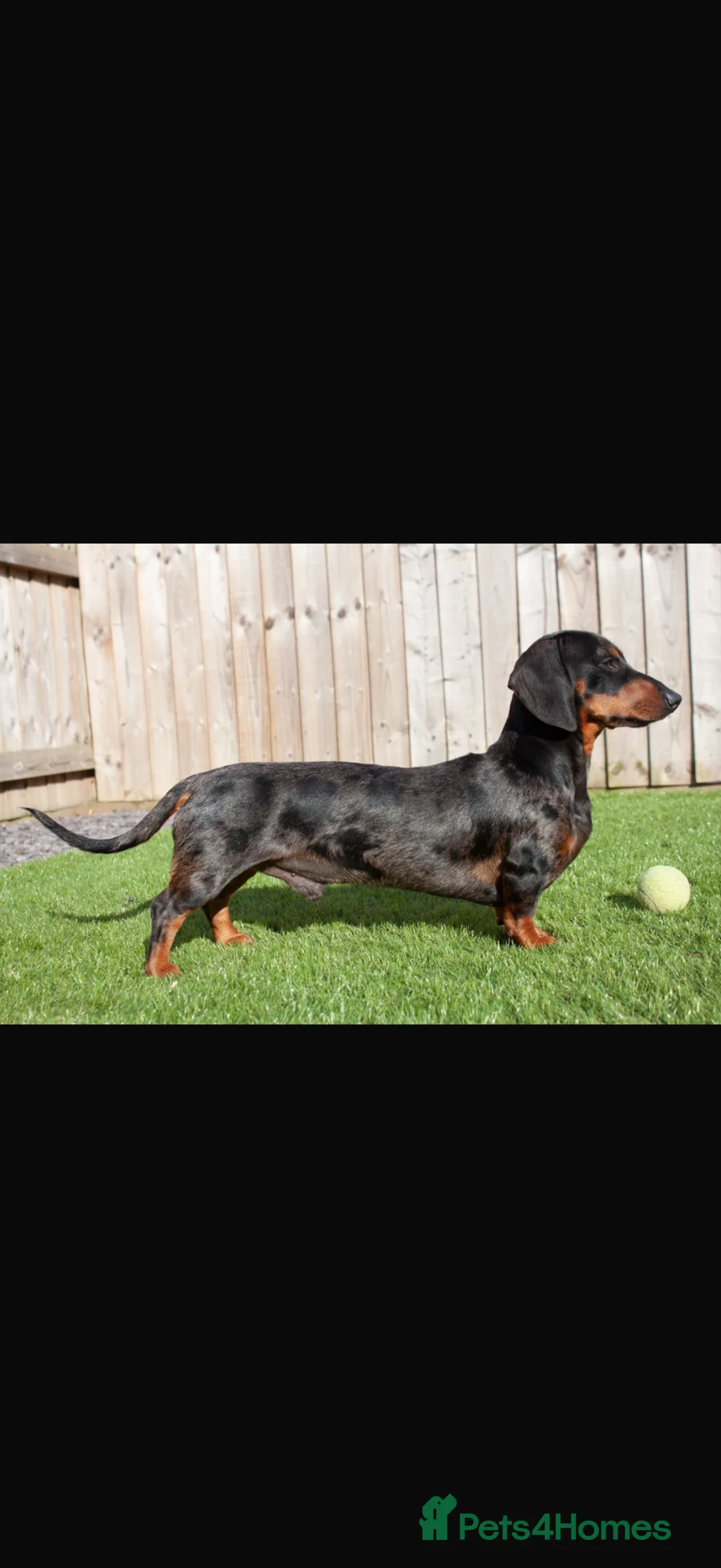 Dachshund dogs for sale: Miniature Dascshund smooth hair puppy’s  in Ilminster - Advert 2